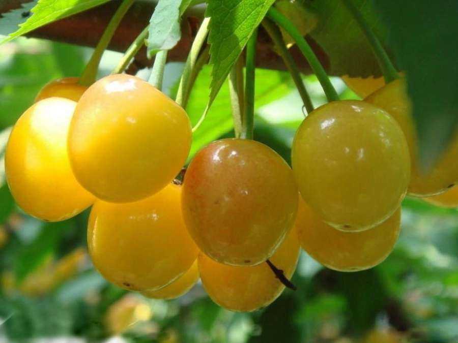 Жёлтая черешня: выбираем сорт с янтарными плодами