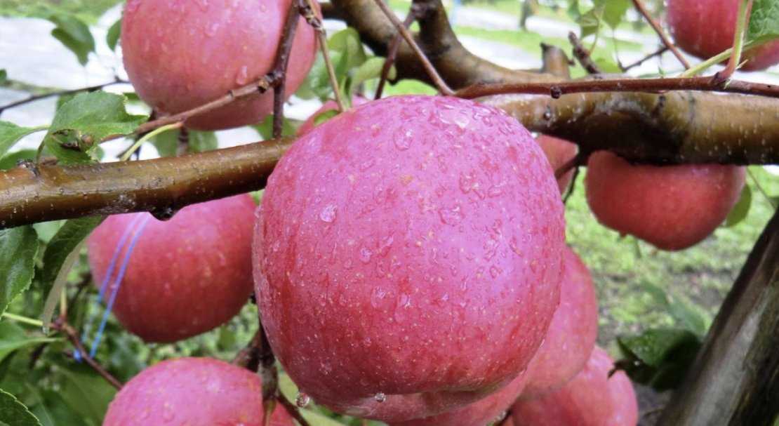 Описание и характеристика сорта и разновидностей яблок фуджи, плодоношение и выращивание
