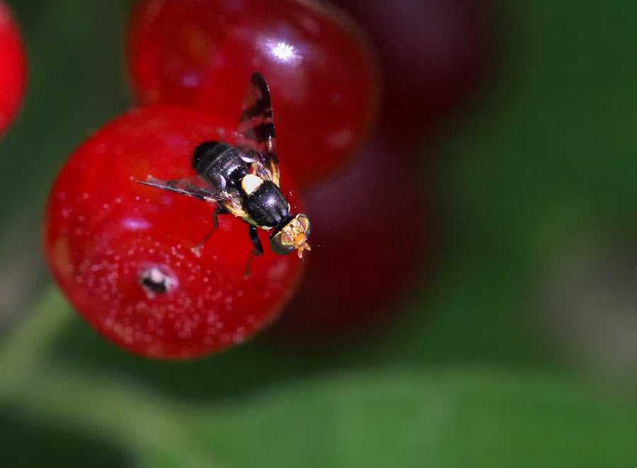 Борьба с вишневой мухой