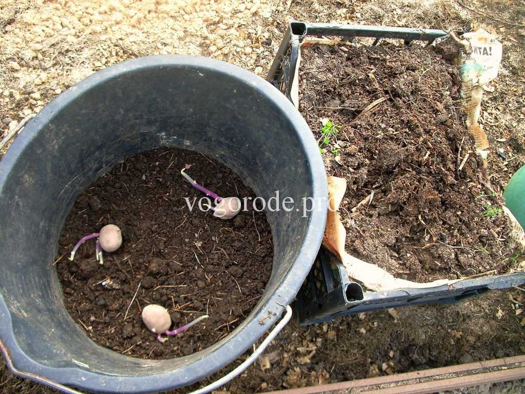 Выращивание картофеля в бочке – особенности посадки, подкормки и ухода