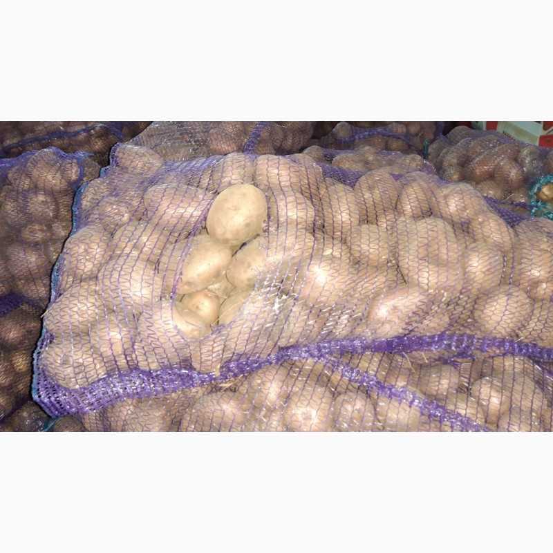 Сорт картофеля «рамона»: характеристика, описание, урожайность, отзывы и фото
