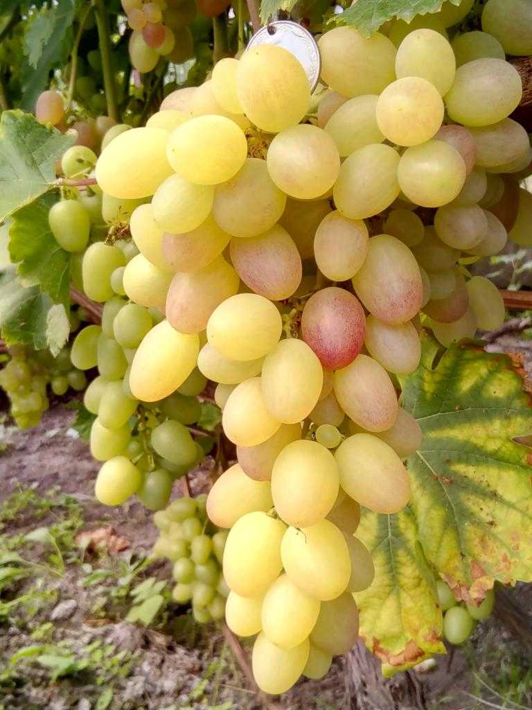Самые лучшие сорта винограда для средней полосы россии