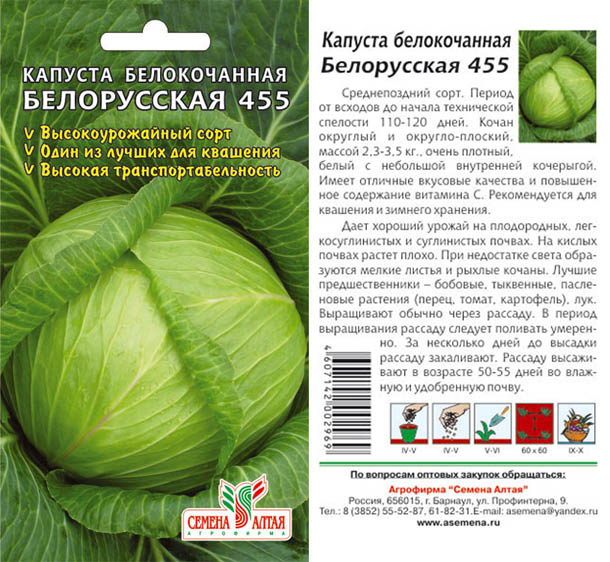 Капуста белорусская: характеристики сорта и советы по уходу и посадке