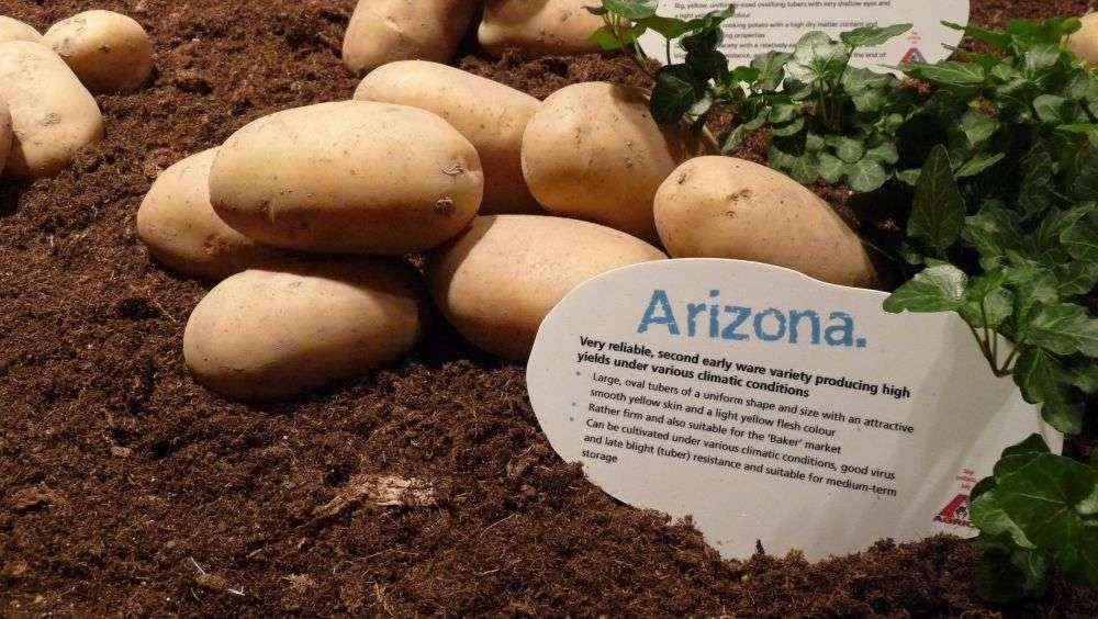 Сорт картофеля галактика: ботаническое описание, агротехника выращивания и уход