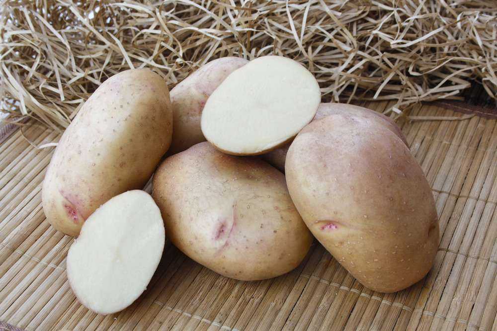 Алена: описание семенного сорта картофеля, характеристики, агротехника
