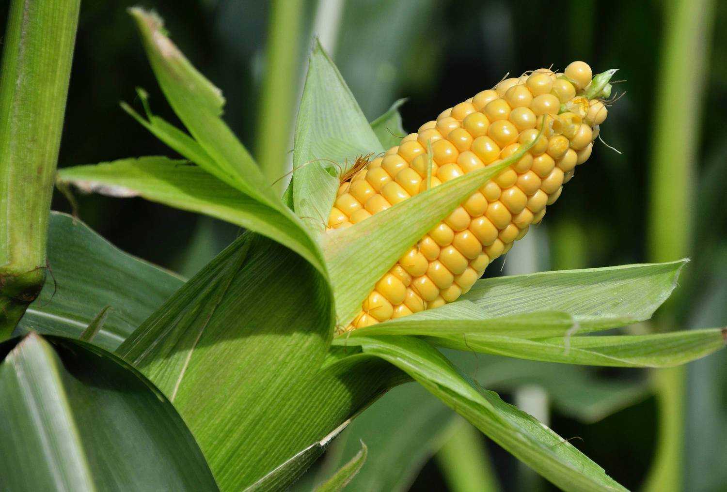 Как выращивать кукурузу в огороде? кукуруза - посадка и уход.