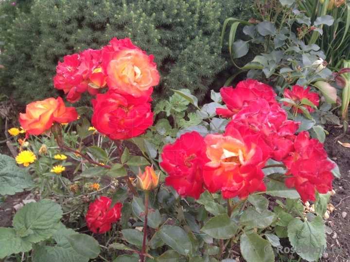 Роза флорибунда: сорта и уход
