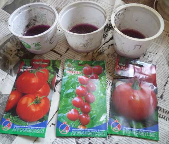 Подготовка семян томатов к посеву на рассаду в домашних условиях: какая обработка лучшая для зёрен помидоров и как правильно собрать материал?