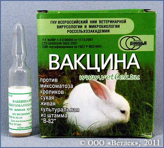Вакцина раббивак v: инструкция по применению для кроликов