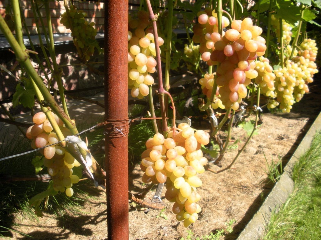 Виноград тасон особенности сорта