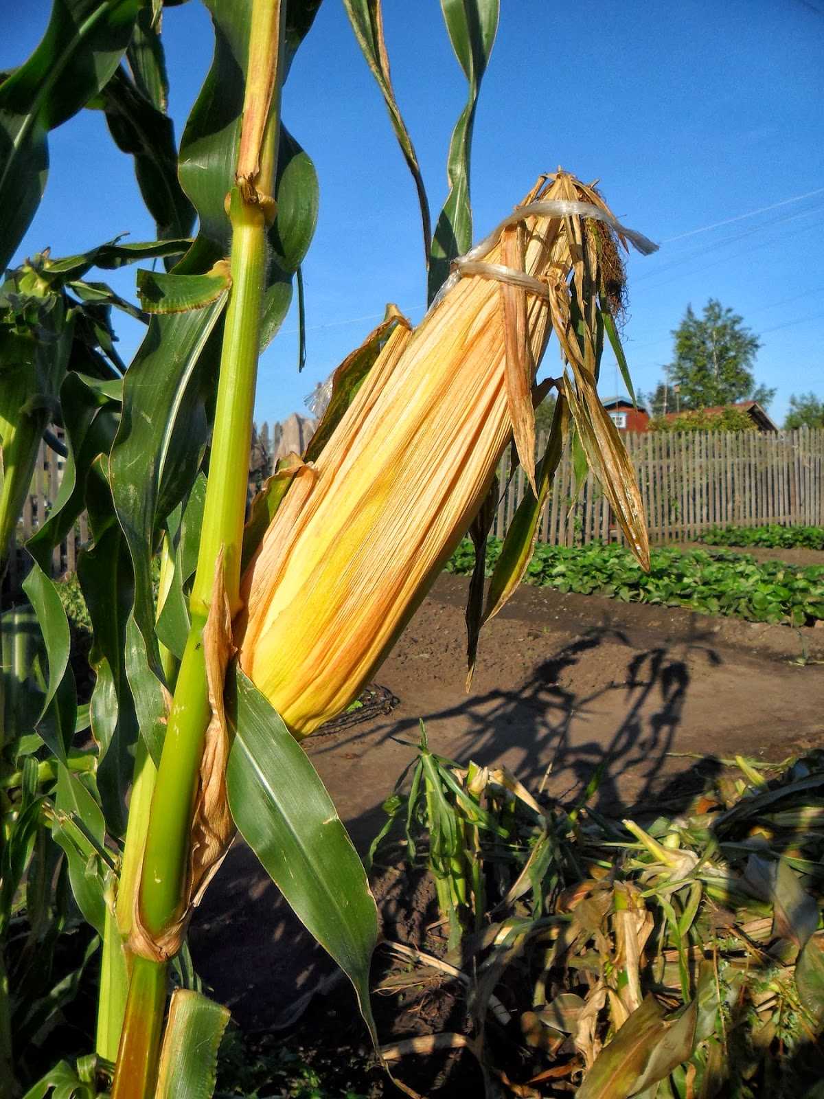 Как посадить кукурузу в огороде в открытый. Початки семенной кукурузы. Созревший початок кукурузы. Косыниер кукуруза. Кукуруза на грядке.