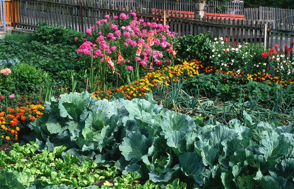 Выращивание баклажанов в теплице: с чем можно сажать? полезное соседство овощей на грядках: схемы и таблицы совместимости