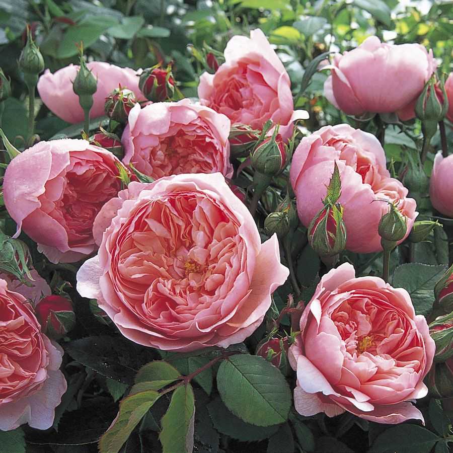 Пионовидные розы: миллион сортов и 3 простых правила ухода
