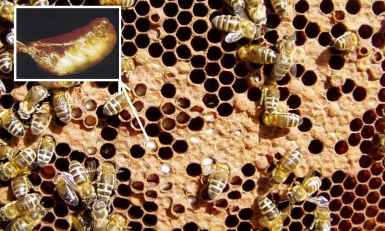 Лозеваль: инструкция по применению для пчел