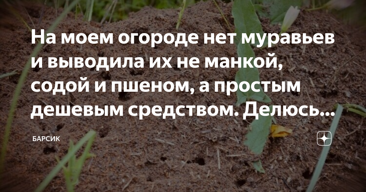 Методы борьбы с муравьями на огороде: как вывести с дачного участка