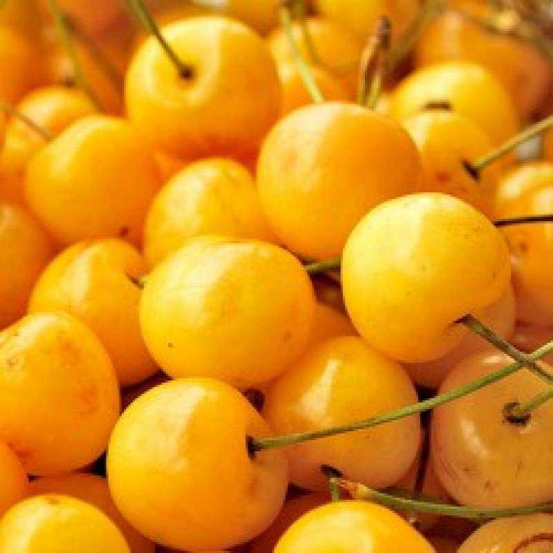 Топ-12 лучших сортов жёлтой черешни и особенности её выращивания