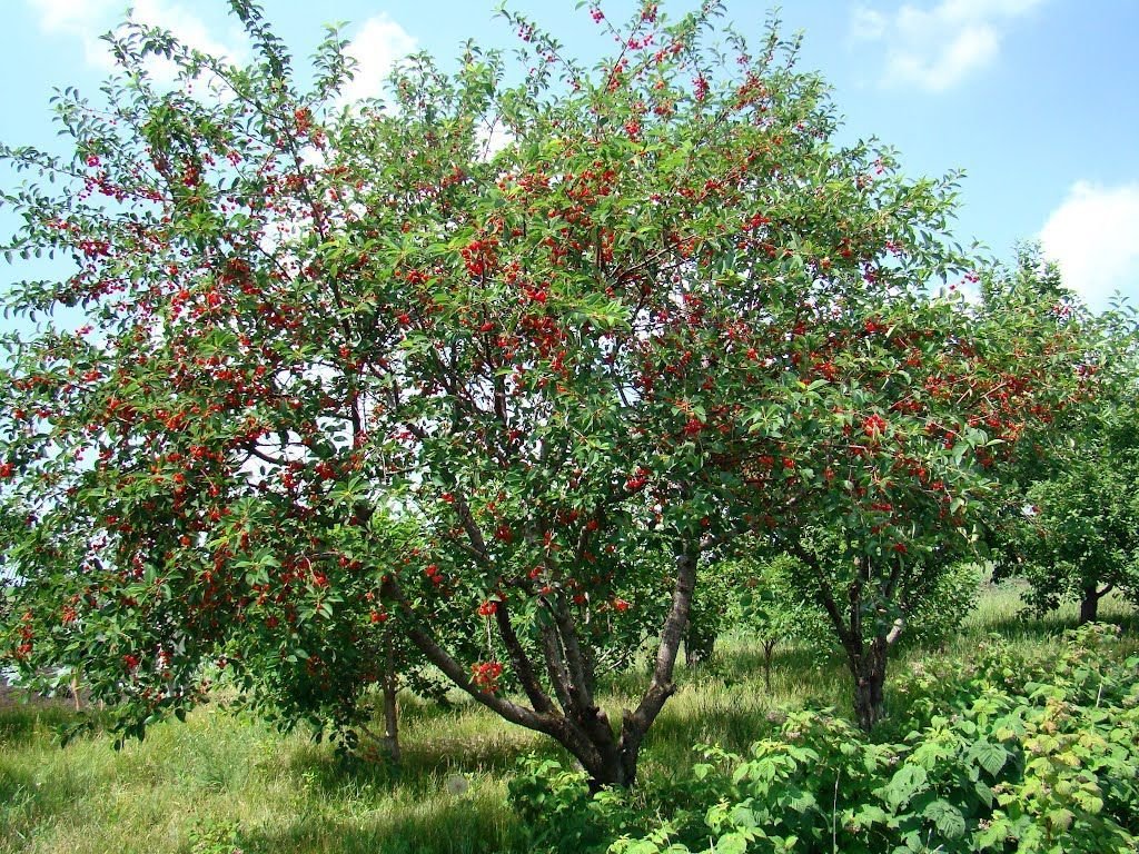 Дерево войлочная вишня с фото и описанием сортов: выращивание и уход за кустарником