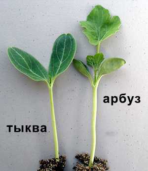 Прививка арбуза на тыкву: технология процедуры с фото
