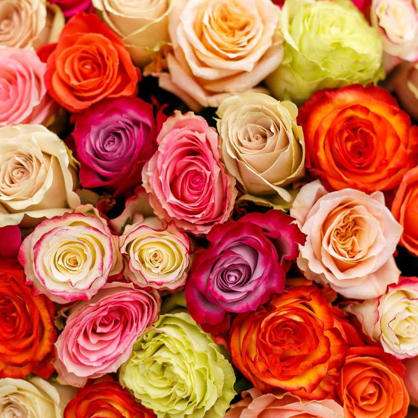 О сортах розы микс: как правильно ухаживать в саду и в домашних условиях