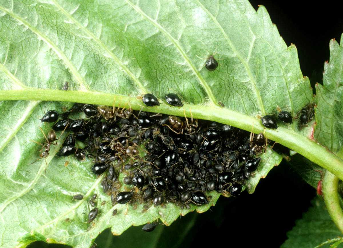 Садовые муравьи и тля: как они связаны и как от них избавиться