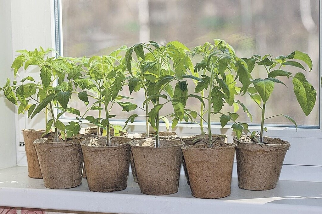 Какие стимуляторы роста используются для рассады томата и перца?
