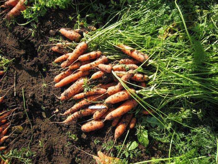 Как посеять морковь, чтобы потом не прореживать: как правильно сажать в открытый грунт семена с песком (соотношение), какой способ лучше, чтобы быстро взошли?