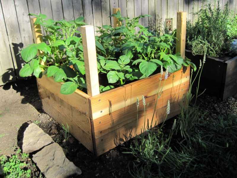 Выращивание и посадка картофеля в ящиках и деревянных коробах, советы