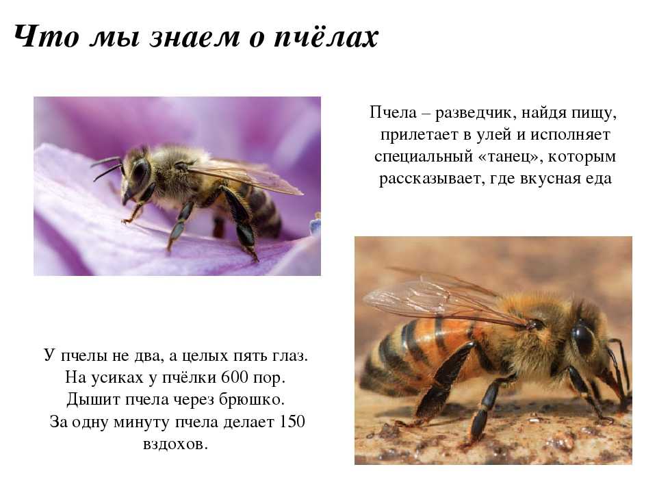 Насекомое пчела 2 класс. Информация о пчелах. Сообщение о пчелах. Рассказ о пчелах. Сообщение о пчелах 2 класс.