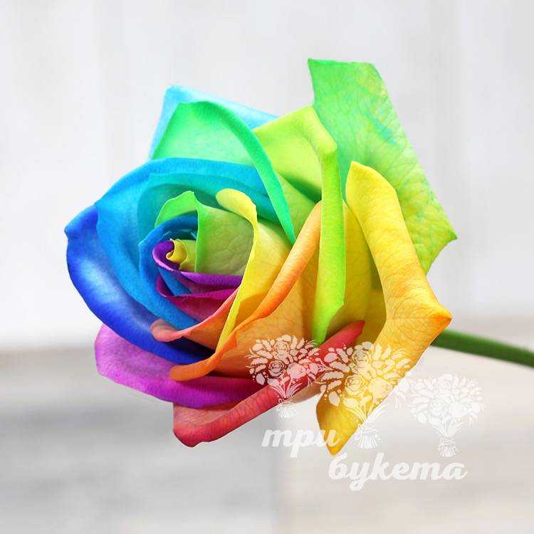 Радужная роза: существует ли, можно ли вырастить, как окрасить лепестки, какие розы можно красить, советы по выращиванию, размножение черенками