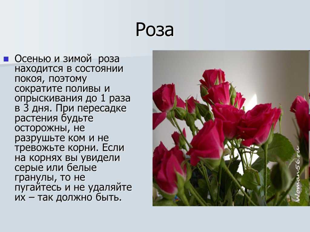 Цветы любви текст