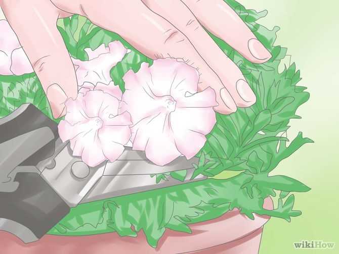 Секреты, как правильно прищипывать петунию для обильного цветения и кустистости. | садовый участок