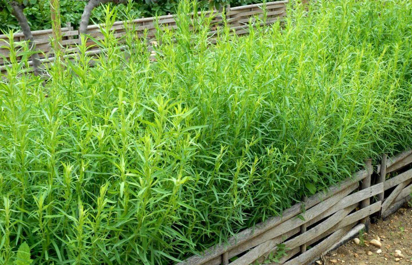 Практические рекомендации по выращиванию тархуна дома и на даче. особенности посадки и ухода за травой