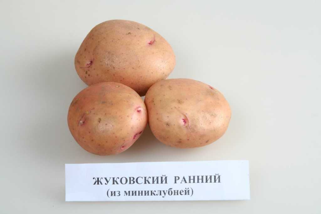 Сорт картофеля Жуковский ранний. Семенной картофель Жуковский.