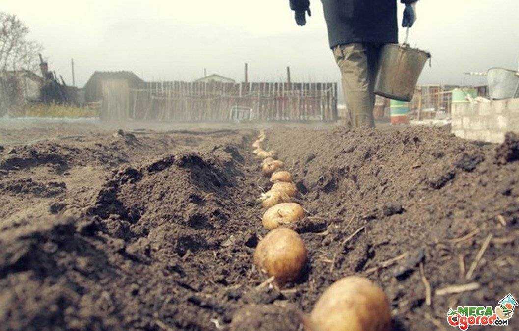Практика обработки картофеля гербицидами