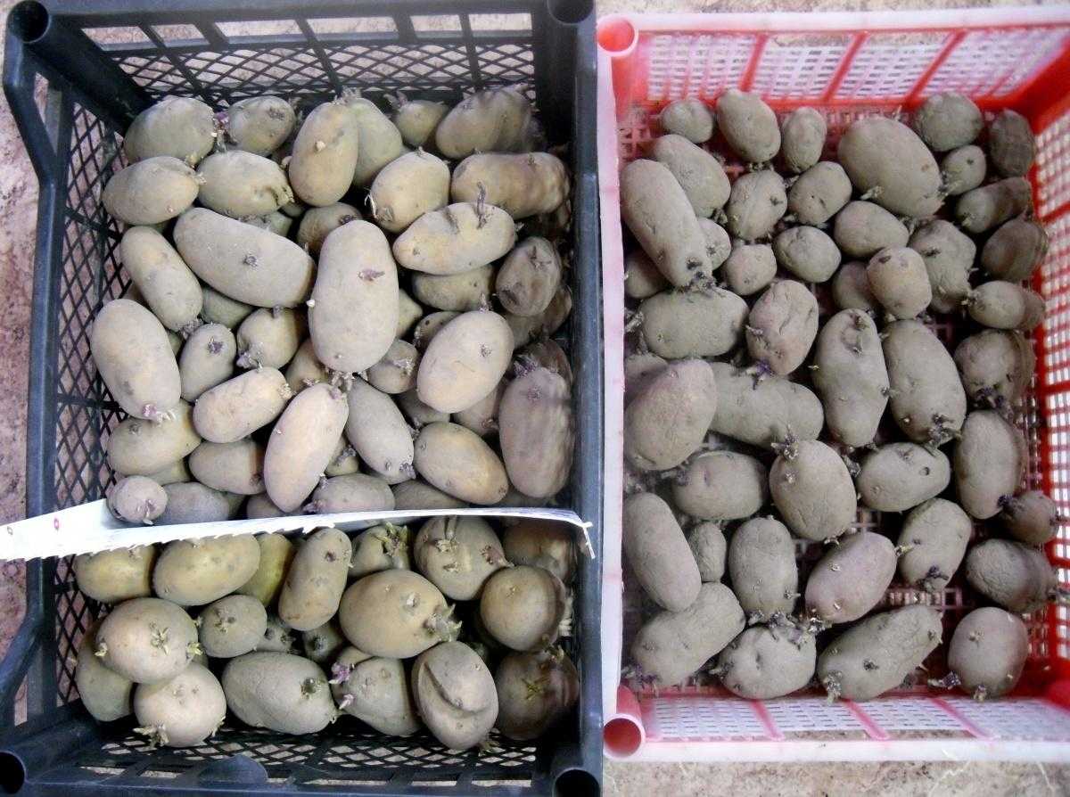 Обработка картофеля перед проращиванием
