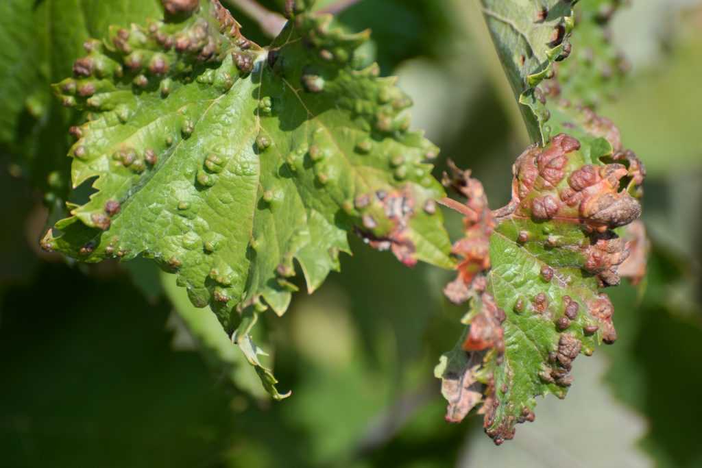 Милдью винограда – 4 этапа профилактики и описание самых эффективных средств