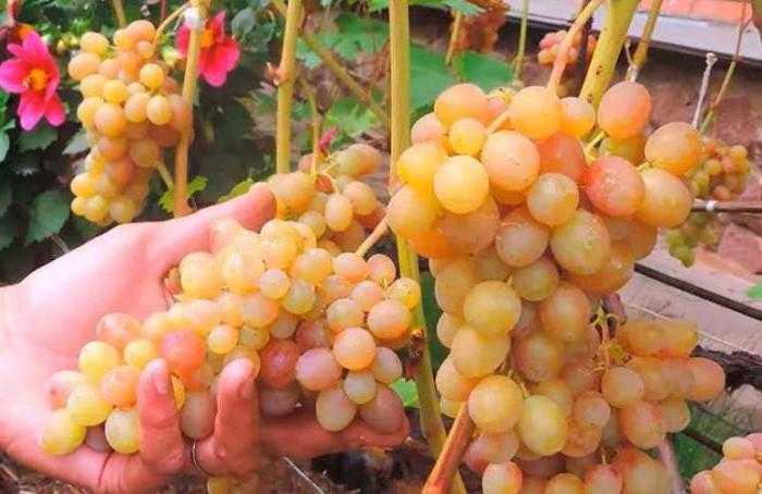 Описание сорта винограда Тасон, основные характеристики и сравнение с другими сортами