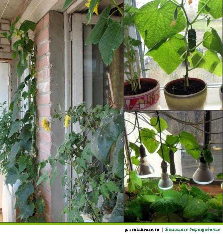 Выращивание огурцов в квартире