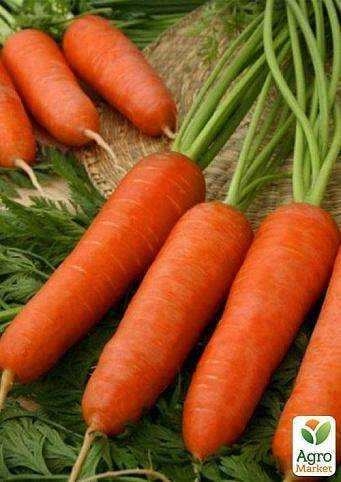 Морковь болтекс: характеристика и описание сорта, отличие от других видов, агротехника выращивания, болезни и вредители