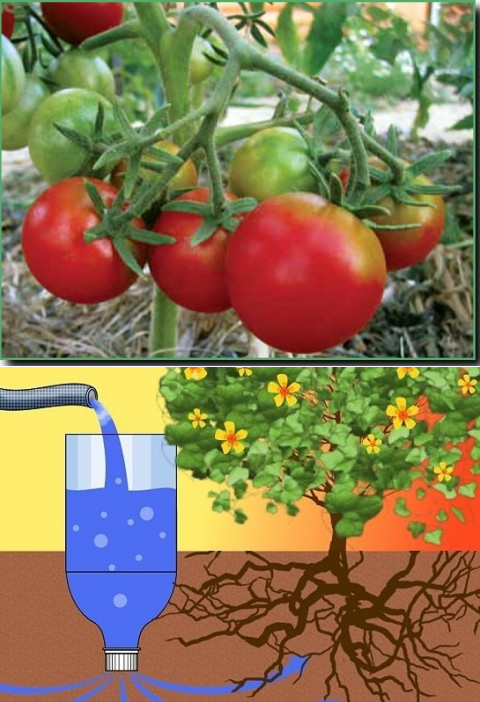 Полив томатов под корень. Пластиковая бутылка для полива томатов. Капельный полив помидор. Капельный полив для теплицы томатов. Полив помидор через пластиковые бутылки.