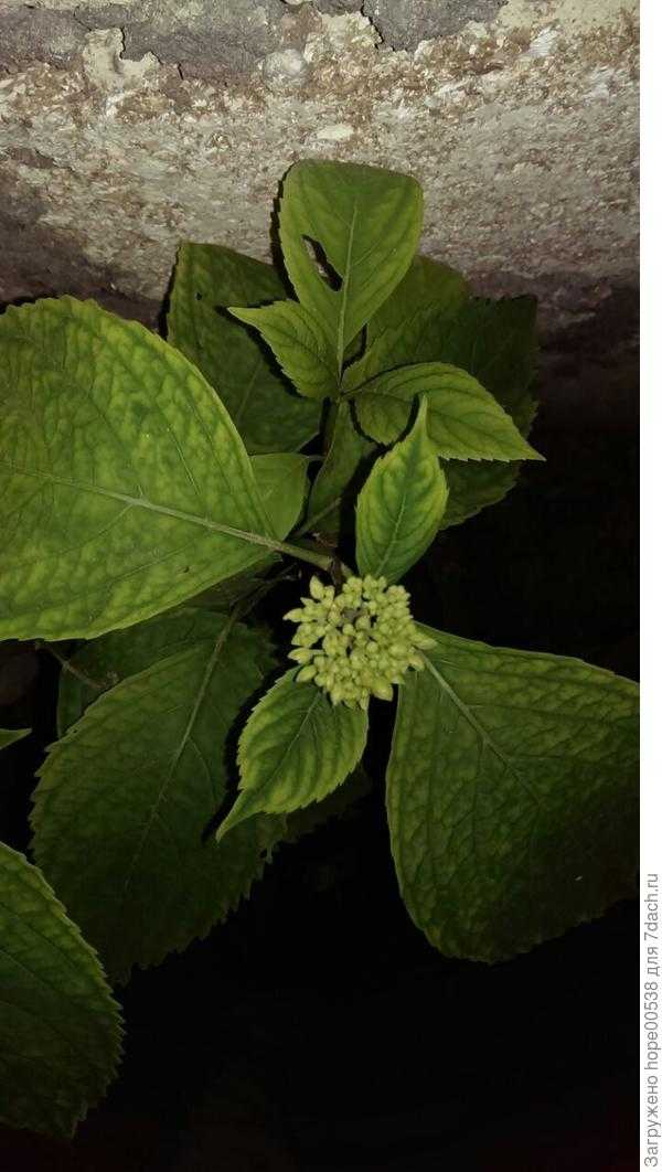Лечение хлороза листьев у гортензий в саду: можно ли поливать железным купоросом