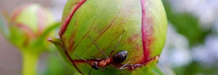 Вредят ли пионам муравьи и как от них избавиться