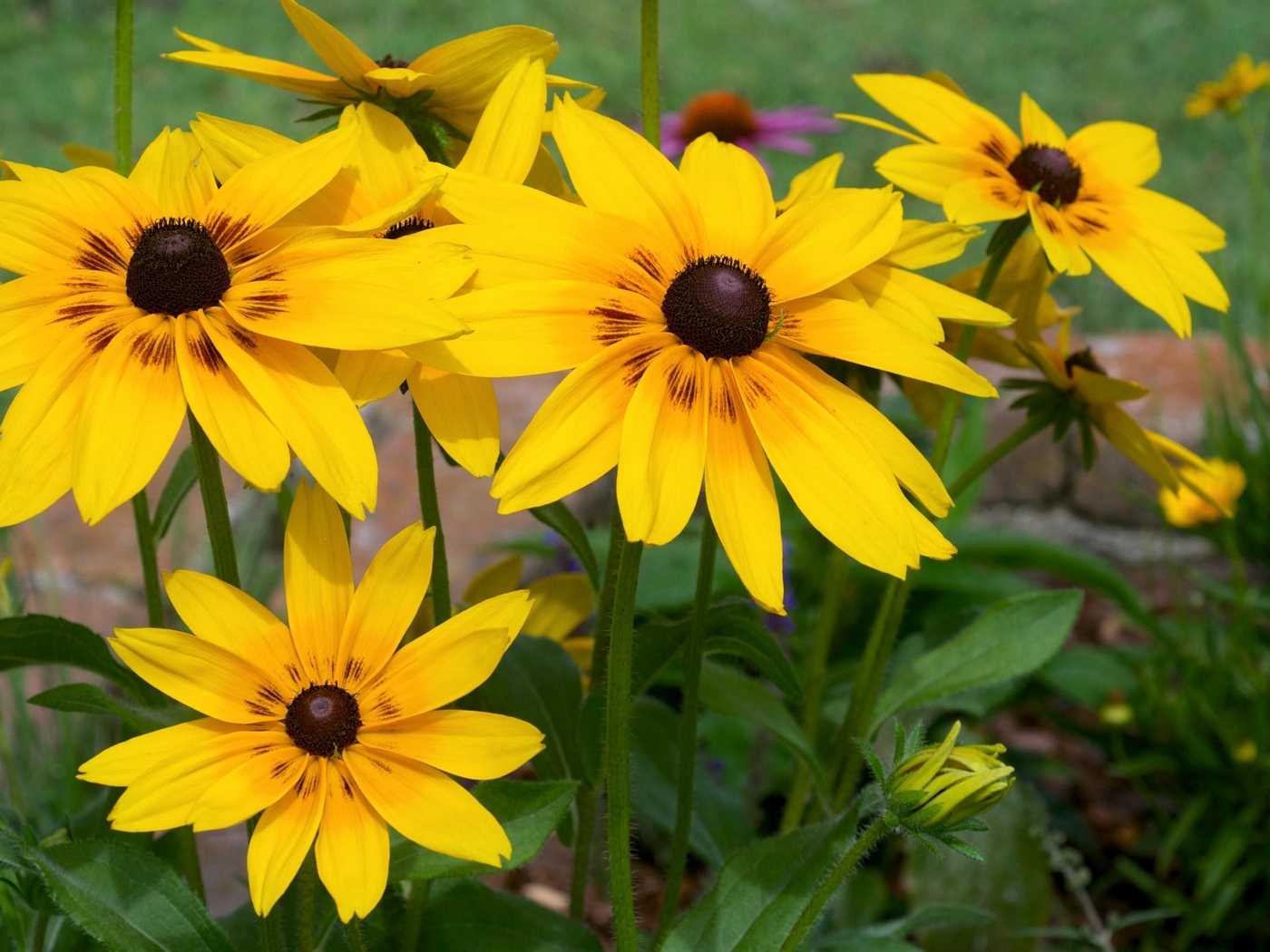 Солнечный цветок рудбекия: фото, посадка и уход, особенности выращивания золотого шара и видов с простыми цветами