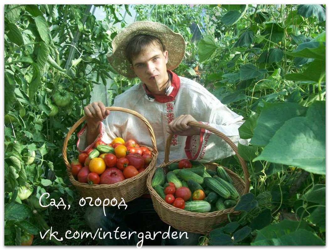 Вишня: описание 20 лучших сортов, характеристики и отзывы садоводов | (фото & видео)