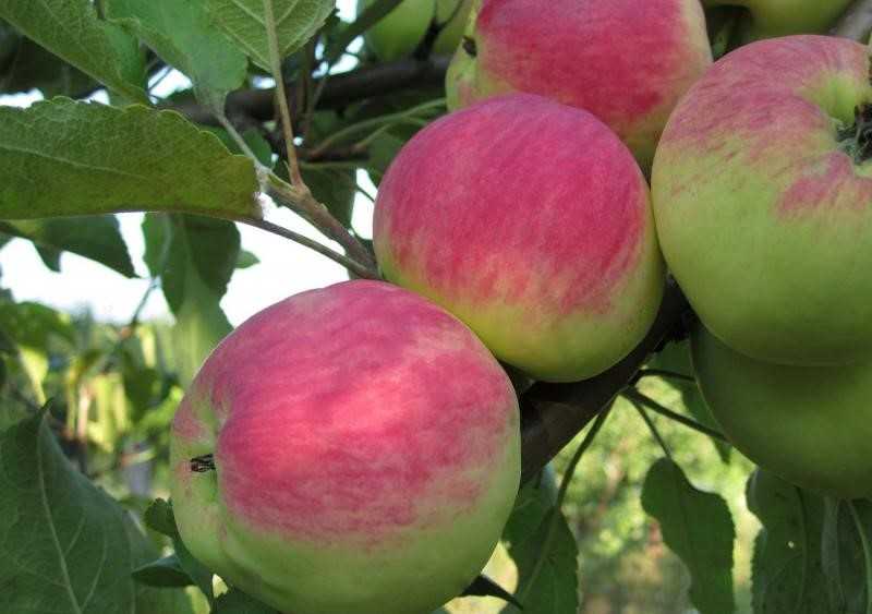 Яблоня народное — особенности выращивания