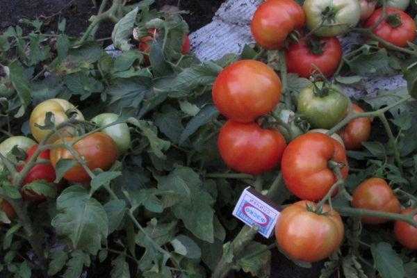 Томат "русский размер" f1: описание сорта помидоров, характеристики, фото и выращивание