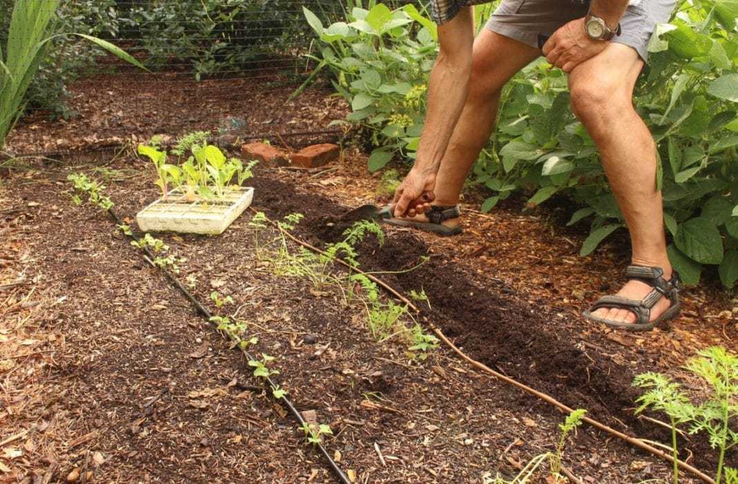 О выращивании тыквы в открытом грунте: как посадить, ухаживать и поливать