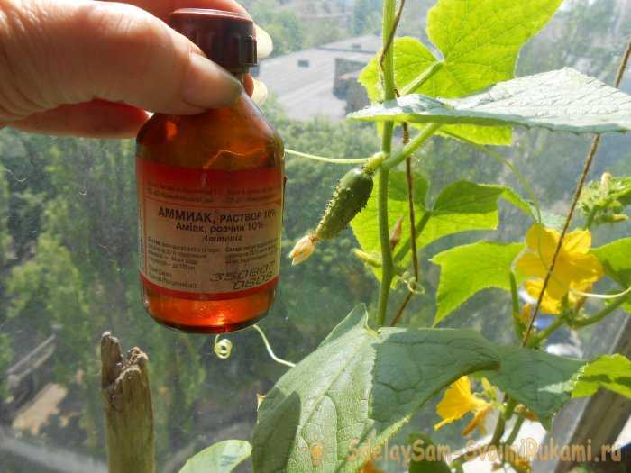 Подкормка нашатырным спиртом растений: удобрение томатов, огурцов, перцев, капусты