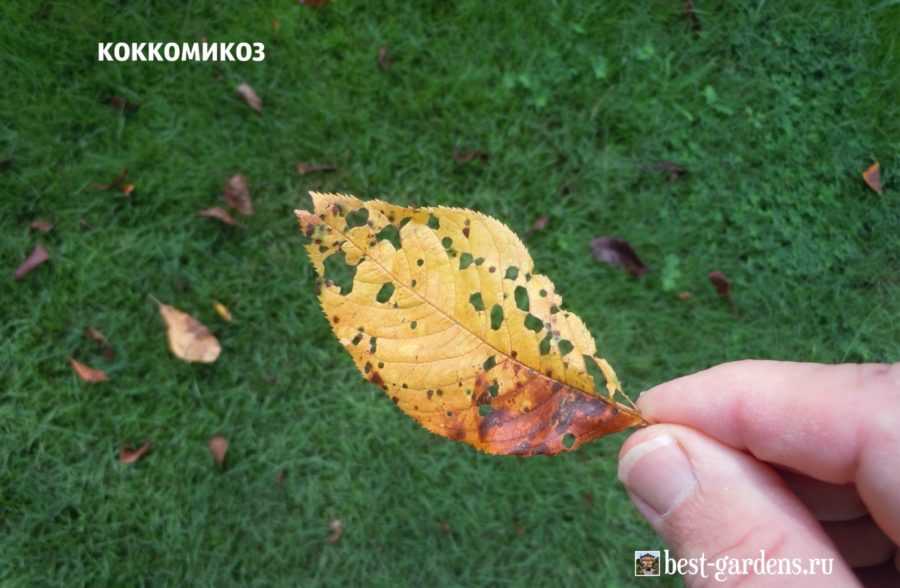 Меры борьбы с коккомикозом вишни: лечение, фото, чем обработать вишню от коккомикоза весной и летом
