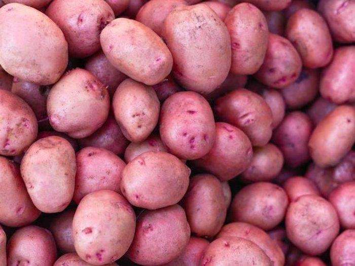 Картофель рамона характеристика. история происхождения сорта картофеля «рамона»